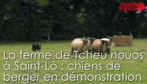 La ferme de Tcheu nouos à Saint-Lô. Démonstration en vidéo de chiens de berger.