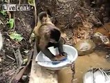 Good monkey momma washing dishes