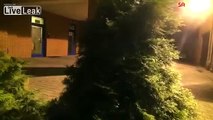 mutant giant spider dog prank