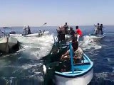 Fish in Gaza sea jumping into fishermen boats during ceasefire