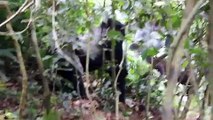 Fiesty Gorillas Battle in Ugandan Jungle