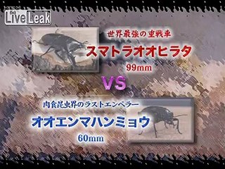 Sumatra Stag Beetle VS Manticora Tiger Beetle