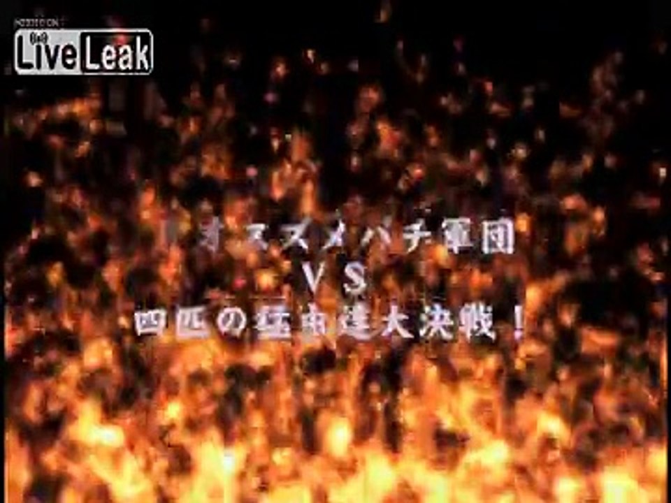 Giant Asian Hornet VS Okinawan Giant Centipede