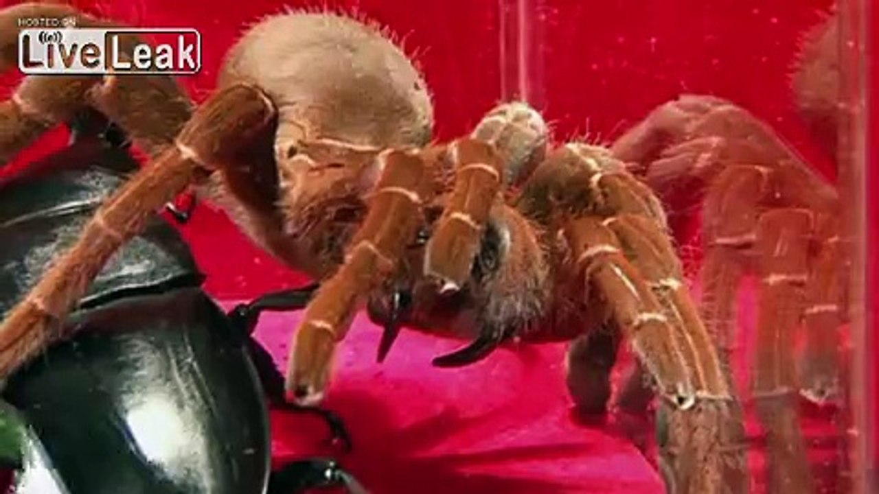 Palawan Stag Beetle VS King Baboon Tarantula