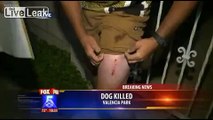 pit bull attacks neighbor got shot