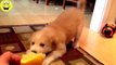 Best Funny Videos - Funny Cats and Dogs vs Lemons - Funny Animal Compilation