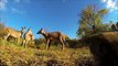 Deer Hunting - Bowhunting with a Deer Decoy
