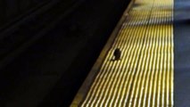 Ben is Real. Man Films Vicious Rat Attack in NYC Subway