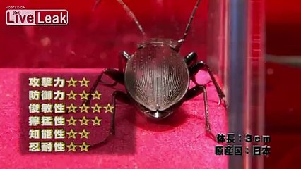 Carabid Beetle VS Black Camel Spider