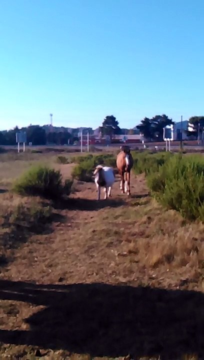 Smokey et Pepito