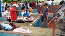 Friendly Sea Lions, and Pelicans Visit the Fish Market at Galapagos