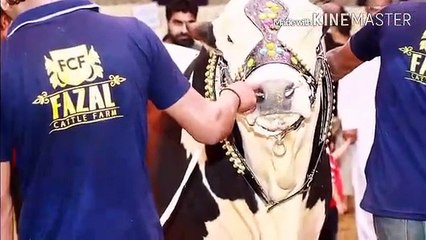 Beauty Cow Qurbani Fazal Cattle Farm 2015