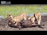 Lion Eating Antelope Testis When It's Alive