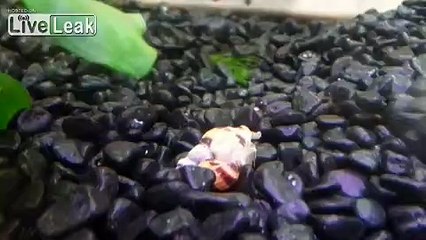 Snails having sex: Day 1