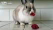Cutest bunny you've ever seen