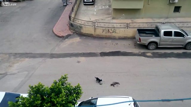 Car Hits Cat - Cat Dies - Another Cat Humps Dead Cat