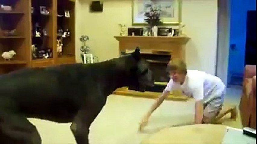 duniya ke 5 sabse khatarnak dog