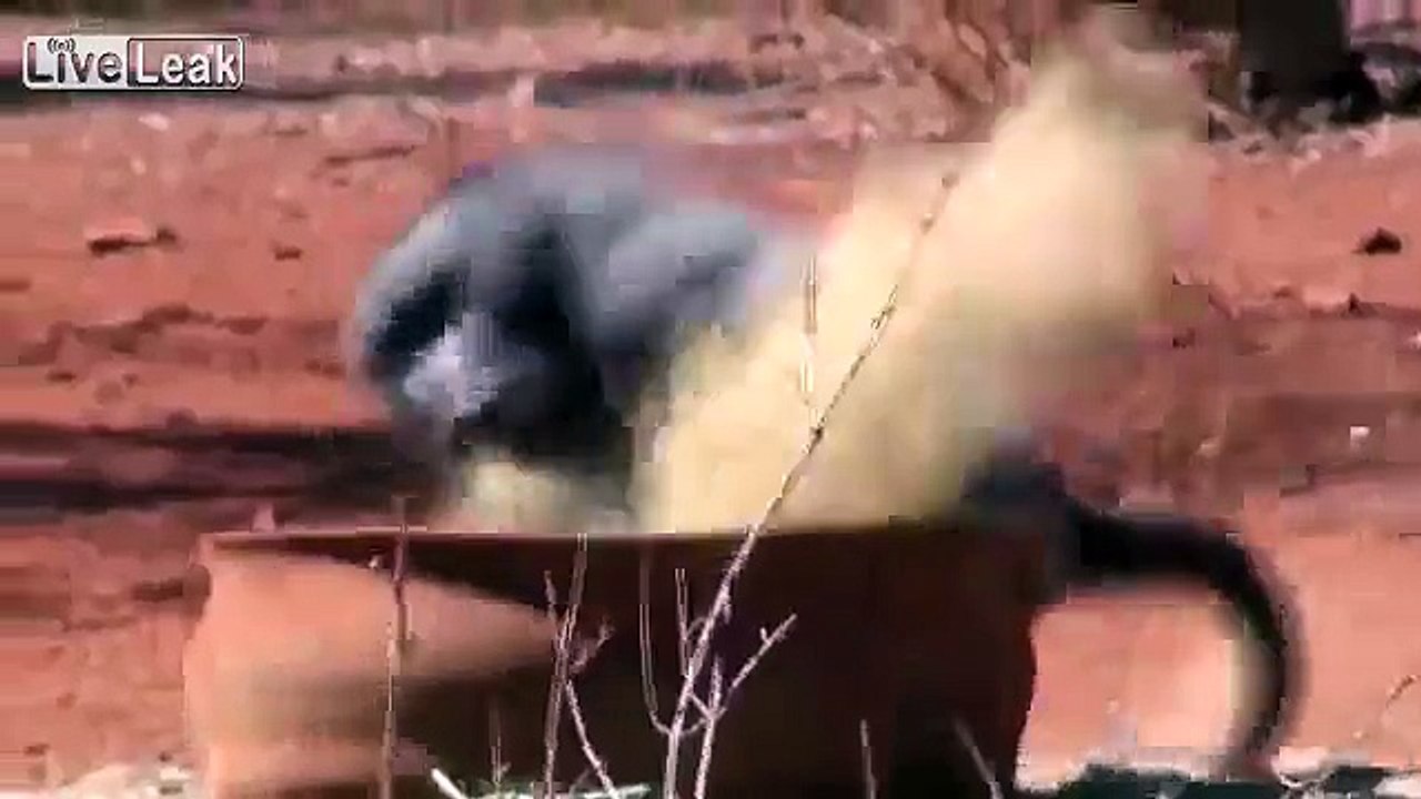 Bow hunting a baboon