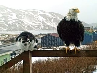 Cat Tells Bald Eagle to Bug Off