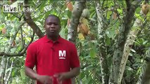Ivory coast cocoa farmers taste chocolate for the first time!