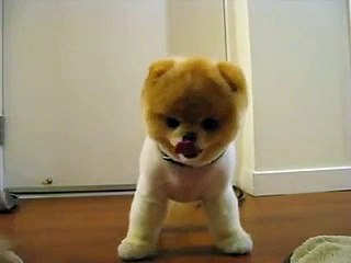 Dünya Tatlısı Sevimli Boo