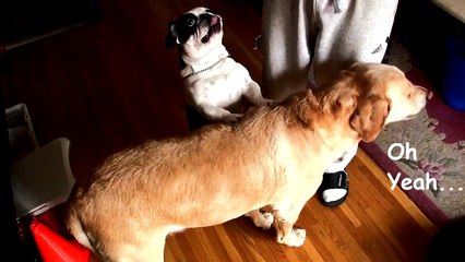 Canine Back Scratcher Cute and Funny Dogs