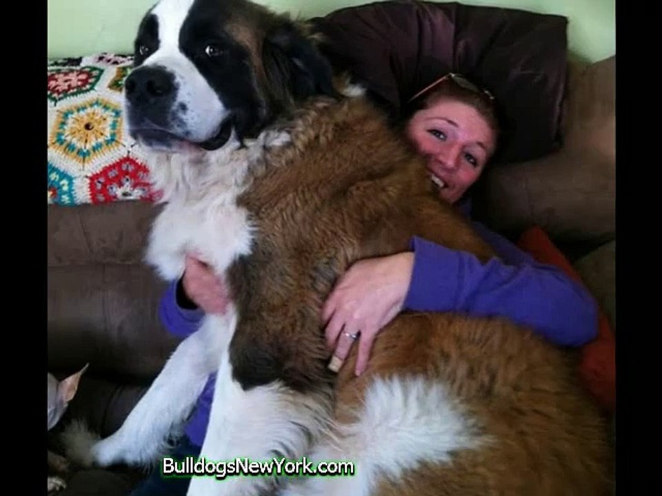 Big Cuddly Dogs