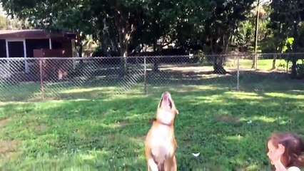 Yanlışlıkla Küçük Kızı Yere Düşüren Köpek