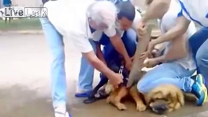 pit bull attacks chow chow