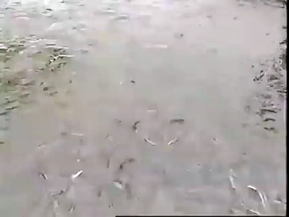 شاهد سقوط مذيعة ‫‏يابانية‬ على الهواء في بحيرة أسماك