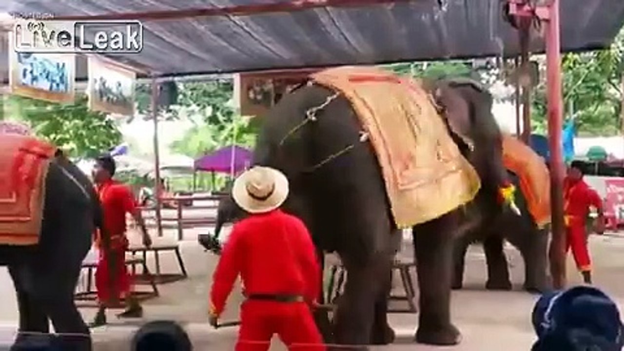 Twerking elephants