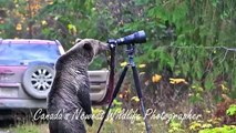 Grizzly Bear Photographer Takes a Closer Look