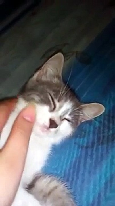 Cat Sleeping
