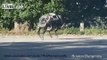 Imagine this chasing you - robotic wildcat - Boston Dynamics