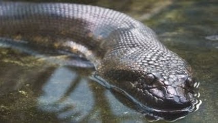 Fun Anaconda Facts | Pet Snakes