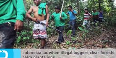 Indonesia Lax When Illegal Loggers Clear Forests for Palm Plantations [Full Episode]