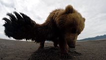 GoPro: Grizzly Bear Slap