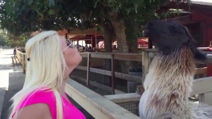 Essayez de ne pas rire ou sourire de défi IMPOSSIBLE vidéos Drôles 2015