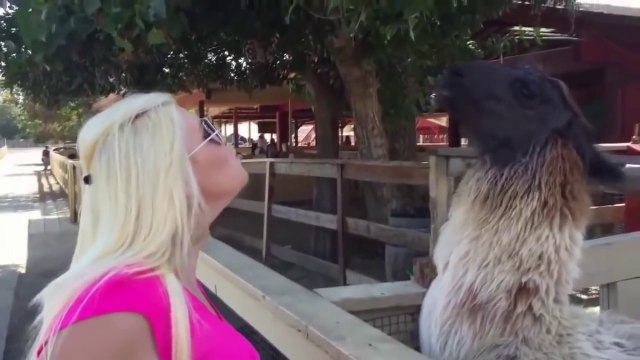 Essayez de ne pas rire ou sourire de défi IMPOSSIBLE vidéos Drôles 2015