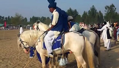 Pakistani horse very fast Amazing