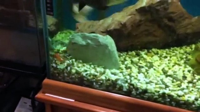 Red-tailed-catfish-vs-prey-(Can't-touch-this