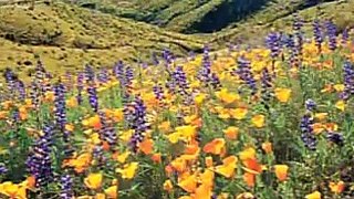 Arizona Highways Wildflowers [Full Episode]