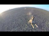 Dog Chases Drone, Too Funny!