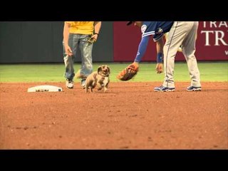 EP Chihuahuas Wiener Dog Race