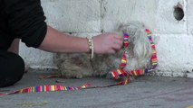 This Rescuer Was Brought To Tears When A Homeless Poodle Did The Sweetest Thing! Please Share!