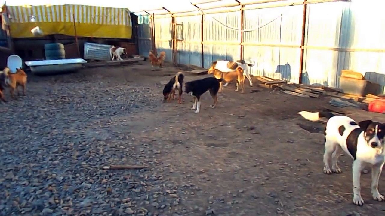 VILLE SHELTER