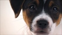 Comida para chachorros ( 1-12 meses) - Perros razas pequeñas