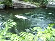 white tigers swimming