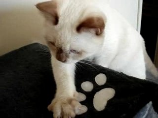 BENTLEY ET SON ARBRE A CHAT