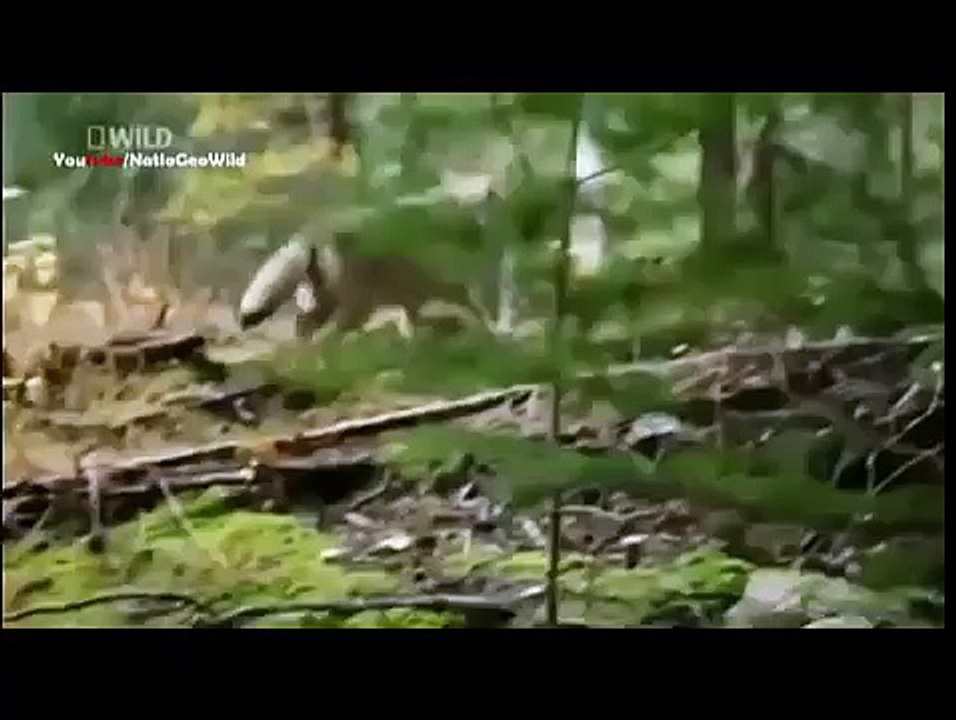Wild Alaska -  National Geographic Documentary HD 1/3